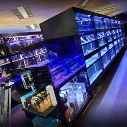 The Local Fish Store - A look at saltwater and the frag tank with freshwater in the back.