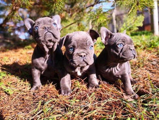 Ethical Frenchie by null