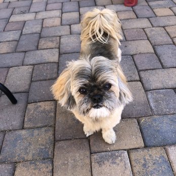 PetSmart - Well-groomed 14-y.o. Shih Tzu! - Pet Stores Near Me - Surprise, Arizona