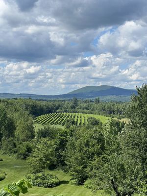 Cellardoor Winery by null