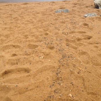 Sandy Point State Park - Sand is yellow with lots of little stones. - Parks Near Me - Annapolis, Maryland