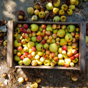 Ethic Cider - a crate full of apples - Cideries Near Me - Sebastopol, California Ethic Cider - a crate full of apples - Cideries Near Me - Sebastopol, California