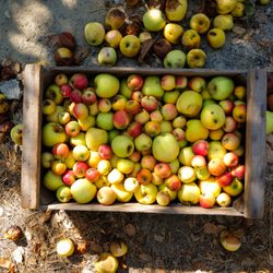 Ethic Cider