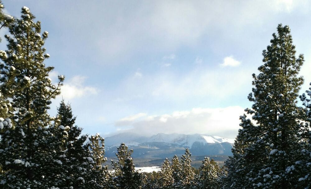 Tiptop Tree Cultivation - tree service in Woodland Park, CO