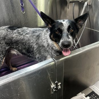 Murk Doggy - Australian Cattle Dog/Blue Heeler. Bath time! (She hates it but she needs it) - Pet Stores Near Me - La Habra, California Murk Doggy - Australian Cattle Dog/Blue Heeler. Bath time! (She hates it but she needs it) - Pet Stores Near Me - La Habra, California