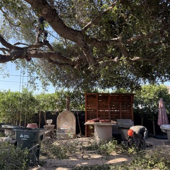 Enrique’s Tree Service - Hard at work! - Tree Services Near Me Enrique’s Tree Service - Hard at work! - Tree Services Near Me