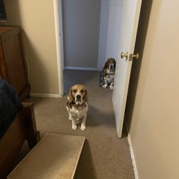 Dogs Dogs