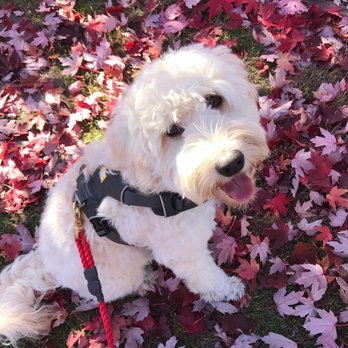 Shedless In Seattle Labradoodles - A servants heart - Pet Training Near Me Shedless In Seattle Labradoodles - A servants heart - Pet Training Near Me