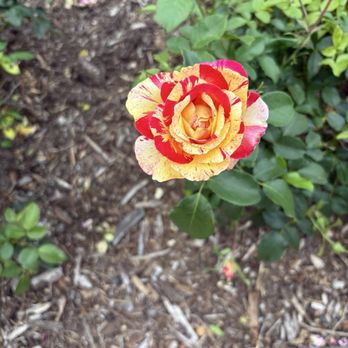 Tyler Rose Garden Center - Beautiful roses! - Parks Near Me - Tyler, Texas Tyler Rose Garden Center - Beautiful roses! - Parks Near Me - Tyler, Texas