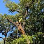 Photo of Image Tree