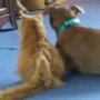 Photo of Blue Paw Pet Sitting