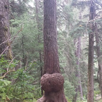 Winner Creek Trail - This tree had some junk in the trunk :-p I'm just full of tacky jokes. - Hiking Near Me - Girdwood, Alaska Winner Creek Trail - This tree had some junk in the trunk :-p I'm just full of tacky jokes. - Hiking Near Me - Girdwood, Alaska