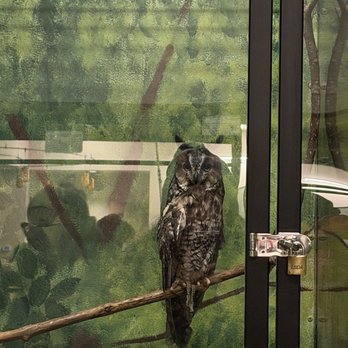Blandford Nature Center - Long eared owl - Zoos Near Me - Grand Rapids, Michigan Blandford Nature Center - Long eared owl - Zoos Near Me - Grand Rapids, Michigan