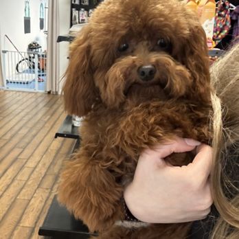 LA Pet Home - After his grooming appointment - Pet Stores Near Me - Pasadena, California LA Pet Home - After his grooming appointment - Pet Stores Near Me - Pasadena, California