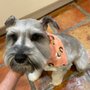 Photo of Bravado Dog Grooming