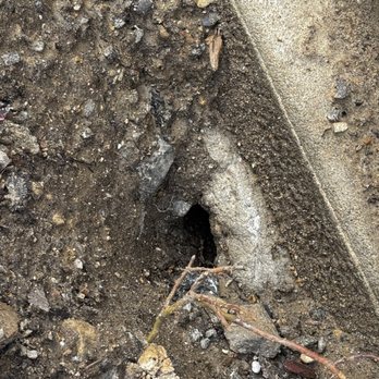 Pest Invaders Solution - Rat burrows - Pest Control Near Me - New York, New York Pest Invaders Solution - Rat burrows - Pest Control Near Me - New York, New York