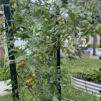Round Rock Garden Center - Rapunzel tomato I got in March it's June & it's HUGE . - Nurseries & Gardening Near Me - Round Rock, Texas Round Rock Garden Center - Rapunzel tomato I got in March it's June & it's HUGE . - Nurseries & Gardening Near Me - Round Rock, Texas