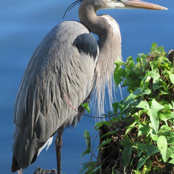 Circle B Bar Reserve - Great blue heron. - Hiking Near Me - Lakeland, Florida Circle B Bar Reserve - Great blue heron. - Hiking Near Me - Lakeland, Florida