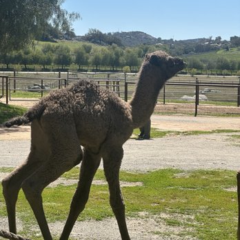 Oasis Camel Dairy - 1 week old baby female. Name tbd - Attraction Farms Near Me - Ramona, California