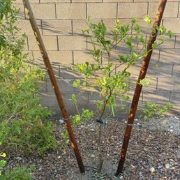 Lemon tree never grows Lemon tree never grows