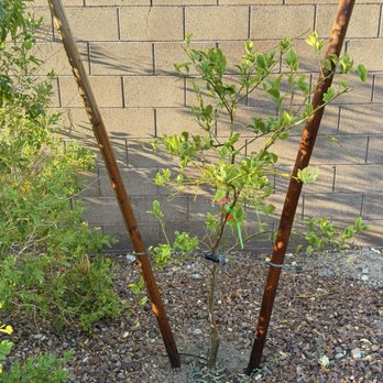 Moon Valley Nurseries - Lemon tree never grows - Nurseries & Gardening Near Me - Las Vegas, Nevada Moon Valley Nurseries - Lemon tree never grows - Nurseries & Gardening Near Me - Las Vegas, Nevada
