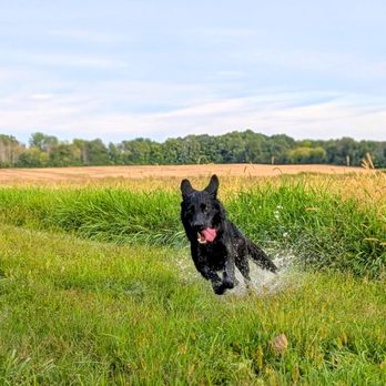 Von Der Stadtrand German Shepherds - adult VDS shepherd - Pet Breeders Near Me