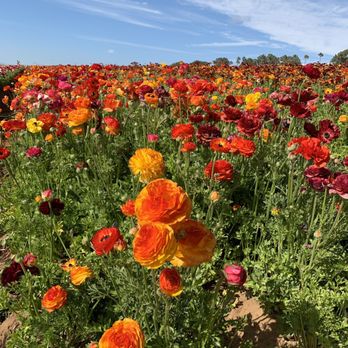 The Flower Fields - Venues & Event Spaces Near Me - Carlsbad, California The Flower Fields - Venues & Event Spaces Near Me - Carlsbad, California