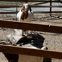 Wikiup Hummingbird Hotel - The GOAT
