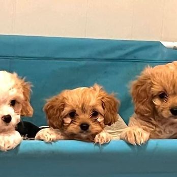 Coastal Havapoo Cavapoo Puppies - Pet Breeders Near Me - Supply, North Carolina Coastal Havapoo Cavapoo Puppies - Pet Breeders Near Me - Supply, North Carolina