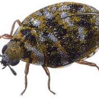 Golden Arrow Pest Control - CARPET BEETLE - Pest Control Near Me - Edmonton, Alberta