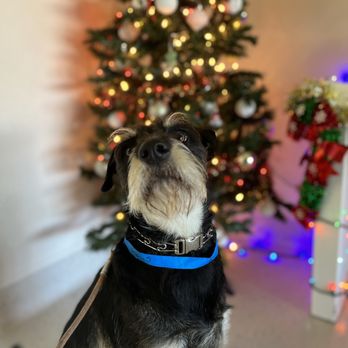 Paw Commons - Christmas! - Pet Sitting Near Me - San Diego, California Paw Commons - Christmas! - Pet Sitting Near Me - San Diego, California