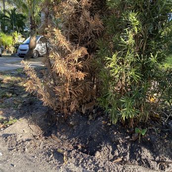 Santa Barbara Nursery - You can see the dead hedges planted too high. - Nurseries & Gardening Near Me - Miami, Florida