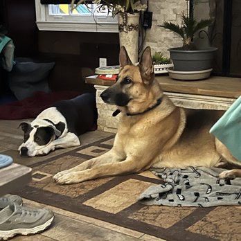 Smitty’s Dog Training - Dog training - Pet Training Near Me
