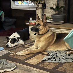 Dog training