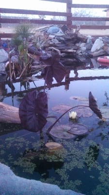 Three Little Fish by null