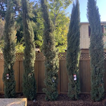 Moon Valley Nurseries - Italian Cypress - Nurseries & Gardening Near Me - Gilroy, California Moon Valley Nurseries - Italian Cypress - Nurseries & Gardening Near Me - Gilroy, California