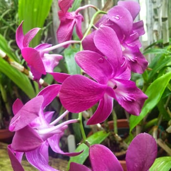 Lamberton Conservatory - So pretty - Botanical Gardens Near Me - Rochester, New York