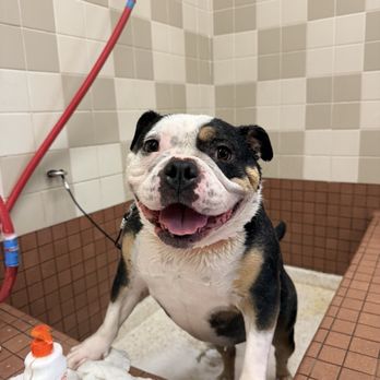 Pet Food Express - Always happy to freshen up at @petfood express rolling hills - Pet Stores Near Me - Rolling Hills Estates, California