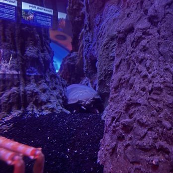 Newport Aquarium - Aquariums Near Me - Newport, Kentucky