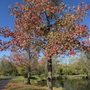 ML "Red" Trabue Nature Reserve