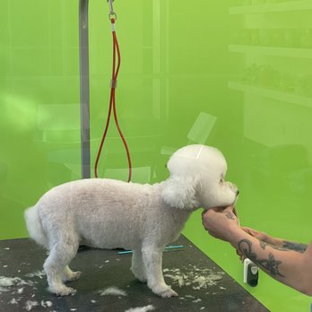 Citydog! Club - Patient and loving professionals groom your pet - Pet Sitting Near Me - Addison, Texas