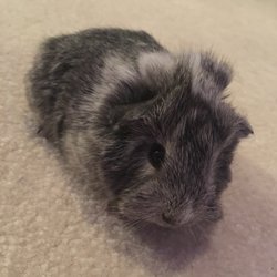 Village Pets - Suzie!