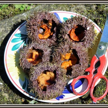 Poissonnerie Municipale - Let the harvesting begin! - The Poissonnerie Municipale tends to have sea urchins nearly every day. - Seafood Markets Near Me - Le Tréport, 76