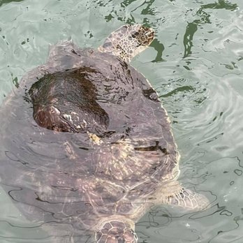 The Turtle Hospital - "Bubble Butt" making them unable to dive - Veterinarians Near Me - Marathon, Florida