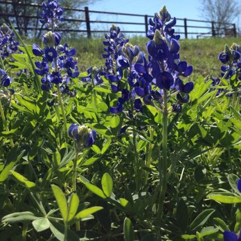 Washington On the Brazos - Washington County bluebonnets - Landmarks & Historical Buildings Near Me - Washington-On-The-Brazos, Texas Washington On the Brazos - Washington County bluebonnets - Landmarks & Historical Buildings Near Me - Washington-On-The-Brazos, Texas