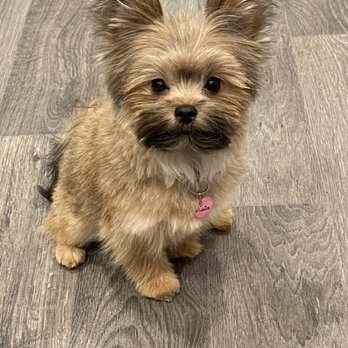 Tails A Waggin - Kaia's pretty Teddy Bear cut done by TIARA!! - Pet Groomers Near Me - Henderson, Nevada