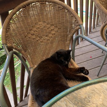 Catskill Mountain Country Store - Windham - Mexican Hat the Cat joined us for breakfast - Breakfast & Brunch Near Me - Windham, New York Catskill Mountain Country Store - Windham - Mexican Hat the Cat joined us for breakfast - Breakfast & Brunch Near Me - Windham, New York