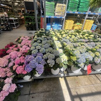 The Home Depot - Flowers = Happy human - Hardware Stores Near Me - Pembroke Pines, Florida The Home Depot - Flowers = Happy human - Hardware Stores Near Me - Pembroke Pines, Florida