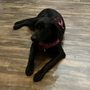 Photo of Off Leash K9 Training Cincinnati