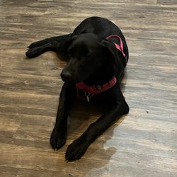Off Leash K9 Training Cincinnati